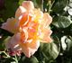 Flirtation rose photo