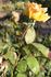 Flirtation rose photo