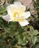 Wedding Ring rose photo