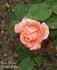 Katrin rose photo
