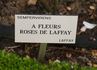 A fleurs rose de Laffay rose photo