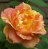 Paul Cézanne ® rose photo