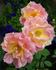 Paul Cézanne ® rose photo