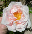 Ganges Mist ™ rose photo