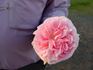 Adele Searll rose photo