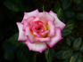 Rosy Dawn rose photo