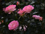 Rosy Dawn rose photo