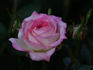 Rosy Dawn rose photo