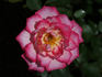Sweet Caroline rose photo