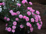 Sweet Caroline rose photo
