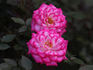 Sweet Caroline rose photo