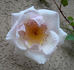 Ganges Mist ™ rose photo