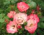 Patte de Velours rose photo