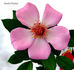 Amelia Fleming rose photo