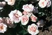 Simplicity rose photo