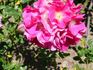Duncan's Rose rose photo