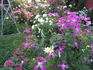 Inspiration clematis photo