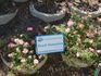 Peach Sunsation rose photo
