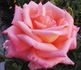 Dr. Waldheim rose photo