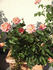 Dr. Waldheim rose photo