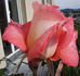 Dr. Waldheim rose photo
