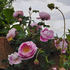 Burnet Irish Marbled rose photo
