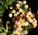 Hanky Panky rose photo