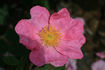 <i>R. aunieri</i> rose photo
