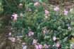 <i>R. aunieri</i> rose photo