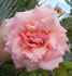 Peachblow rose photo