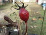 Haris rose photo
