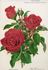 Rübezahl rose photo