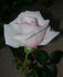 Ganges Mist ™ rose photo