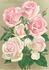 Frau Hedwig Wagner rose photo