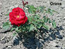 Orava rose photo