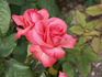 Aladdin's Dream rose photo