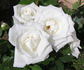 Jack Frost rose photo