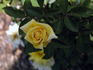 King's Mountain rose photo