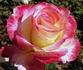 Dawning Moment rose photo