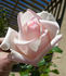 Ganges Mist ™ rose photo