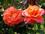 Gavnø ™ rose photo