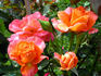 Gavnø ™ rose photo