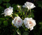 Snow Hit ® rose photo