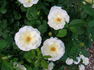 Lime Sublime ™ rose photo