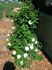 Lime Sublime ™ rose photo