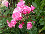 Bournonville ™ rose photo
