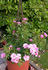 Bournonville ™ rose photo