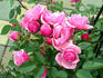 Bournonville ™ rose photo