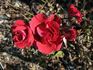 Jazz Fest rose photo