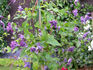 Flore Pleno clematis photo